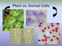 Plant cells are usually bigger and uniform in size and their length ranges from 10 to 100 plant cells have a fixed rectangular shape and contain a central vacuole. Ln 8 Cells Ppt Video Online Download