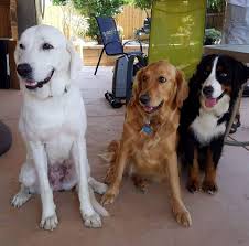 Miniature golden retriever puppies for. Pazzo And Iggy Mini Golden Retrievers Home Facebook
