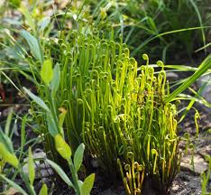 Image result for Schizaea pectinata