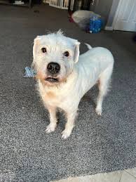 Saving Grace Animal Rescue of Maryland added 4 new photos to the album:  Available dogs and puppies!