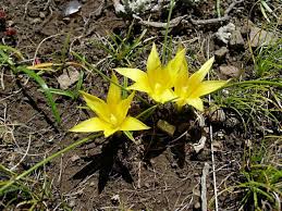Image result for Romulea camerooniana