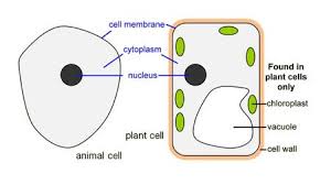 We did not find results for: Cell Adaptation To Know How Animal And Plant Cells Are Adapted For Different Functions D Crowley Ppt Video Online Download