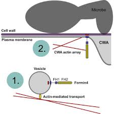During interphase, most of plant cell's mts found just cytoskeleton mt origin in cultured animal cell is best studied by depolymerizing mts with cold temperature or chemicals (no, co) & then following. An Immune Responsive Cytoskeletal Plasma Membrane Feedback Loop In Plants Sciencedirect