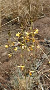 Image result for Eulophia clitellifera