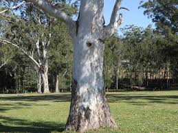 Image result for Eucalyptus tereticornis