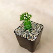 Image result for Crassula schimperi