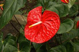 Anthurium Andraeanum Flamingo Lily Magic Powerful Plants