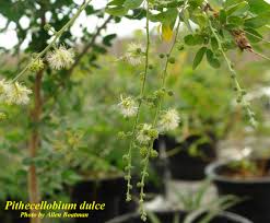 Image result for Pithecellobium dulce