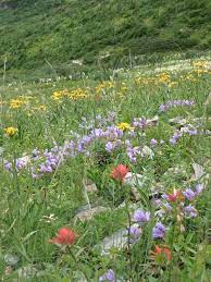 Exotic flowers amazing flowers beautiful flowers colorful flowers purple flowers absolutely flowers cactus flower flower art pansy flower. The Most Instagrammable Flower Fields In The World Wandering Sunsets