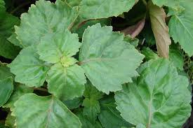 Image result for Pogonospermum subsessile