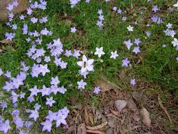 Image result for Wahlenbergia perrottetii