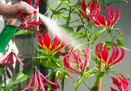 Image result for Gloriosa sessiliflora