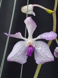 Image result for Vanda coerulea