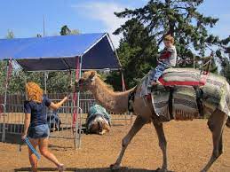 My baby brother got a chance to ride a camel at point defiance zoo. The Camel Ride Is Superb For Young Kids Picture Of Point Defiance Zoo Aquarium Tacoma Tripadvisor