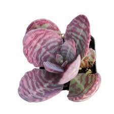 Image result for Kalanchoe humilis