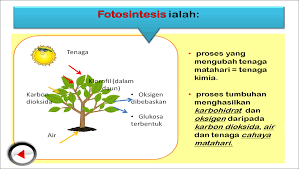 Fotosintesis sains tahun 4 1. Mencari Jalan Pulang Klorofil Dan Proses Fotosintesis Daun Pokok Dalam Al Quran