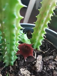 Image result for Huernia