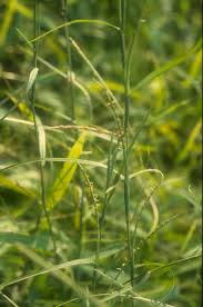 Image result for Hemarthria