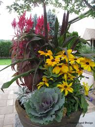 Dragon S Breath Celosia Adds A Fun Texture And The Pink Color Of The Blooms Stray From The T Fall Container Gardens Container Garden Design Container Gardening