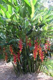 Heliconia Rostrata Tropical Garden Design Tropical Backyard Landscaping Tropical Landscaping