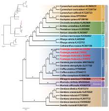 Image result for Oncinotis tenuiloba