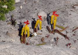 Image result for Queenslandiella