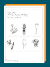 Eine sammlung getrockneter pflanzenteile (auch herbarium oder herbar genannt) basteln sie. Fruhbluher