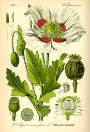 These flower fields are home to poppies, lilies, salvias, sunflowers and more. Medicinal Botany