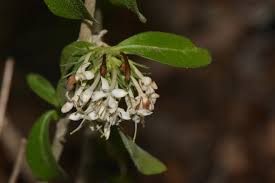 Image result for Pavetta gracillima