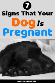 Dogs have higher levels of a hormone called relaxin when they're pregnant. Pin On Best Of Dogs N Stuff