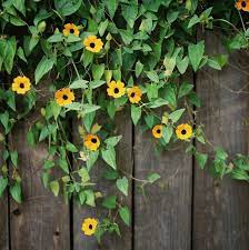 How To Grow Black Eyed Susan Thunbergia Vines Black Eyed Susan Vine Black Eyed Susan Flowering Vines