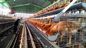 Maybe you would like to learn more about one of these? Telur Ayam Ras Petelur 6 Youtube