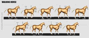 Horse Walk Cycle Poses Horses Animation Reference Types Of Art Styles