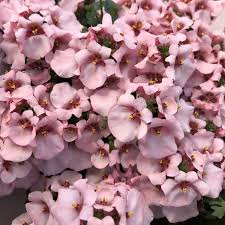 Image result for Diascia