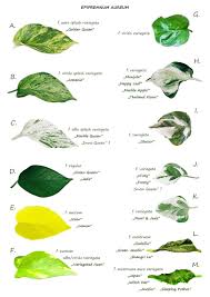 Pin By Yola Tomasoa On Szobanovenyek Air Purifying House Plants Pothos Plant Plants