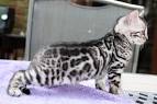 Silver & Brown Spotted Bengal Kittens For Sale - Texas ...