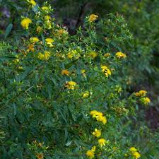 Image result for Hypericum