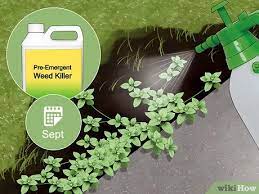 If you have weeds like lambsquarter, nightshade, or chickweed these. How To Kill Chickweed 8 Steps With Pictures Wikihow