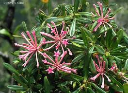 Image result for Thymelaeaceae