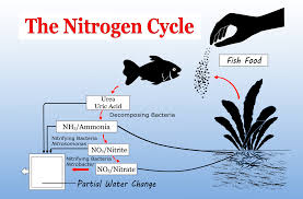 Fish In Cycling With A Betta? | Aquarium Nitrogen Cycle Forum | Fishlore  Aquarium Forum