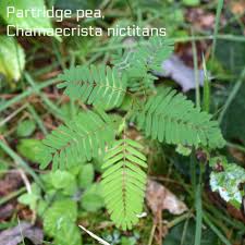 Image result for Chamaecrista polytricha