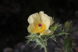 Image result for Argemone ochroleuca
