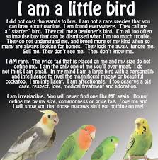 Birds Of A Feather Lyrics Interesting Little Birds Song Lyrics Great Parrot Pet Birds Budgies
