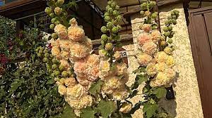 Pink hollyhocks photograph by lorraine baum. The Different Types Varieties Of Hollyhocks Garden Lovers Club