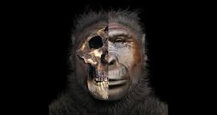 How To Reconstruct The Face Of An Extinct Human Ancestor Forensic Facial Reconstruction Hominid Species Human
