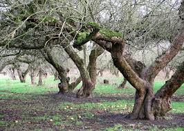 Standard size fruit trees require up to ten years of growth before they bear fruit. Getting To The Root Of It How Rootstocks Influence Apple Trees Minnesota Fruit Research
