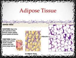 Letak Jaringan Adiposa Biologi Hisham Id