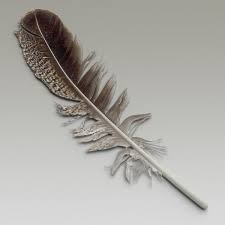 C4d Bird Feathers Bird Feathers Collection By 3d Molier Bird Feathers 3d Model Feather
