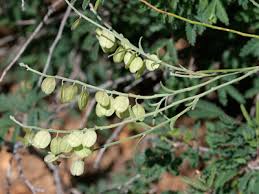 Image result for Polygala bakeriana