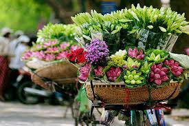 Ho chi minh city, saigon, ha noi. Lotus National Flower Of Vietnam Indochina Tours